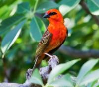 Red Fody